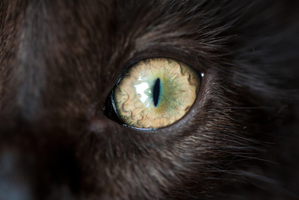 Eye of black cat